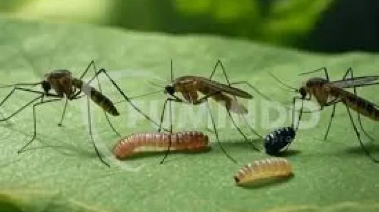 Cara Memutus Rantai Hidup Nyamuk yang Tepat