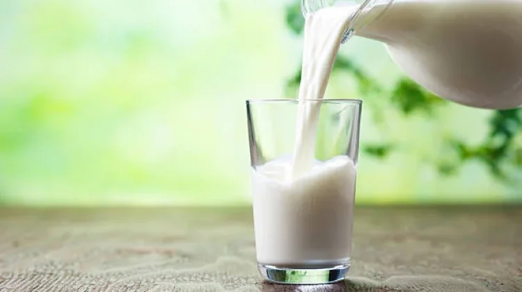 Beragam Manfaat Susu Unta Bagi Tubuh