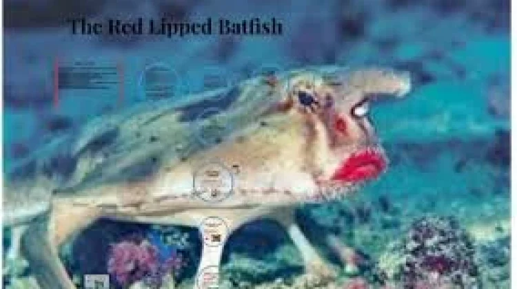 Ikan kelelawar bibir merah