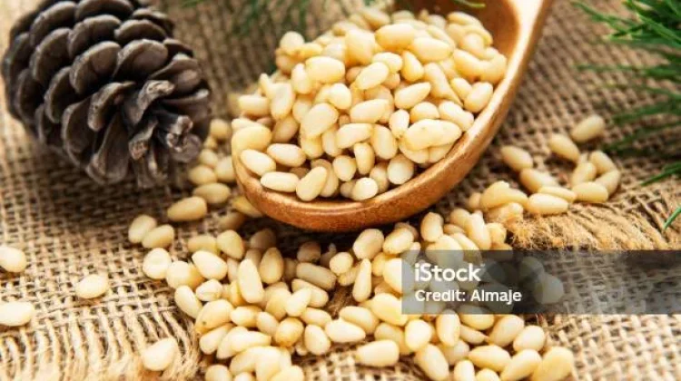 Inilah Beragam Manfaat Kacang Pinus