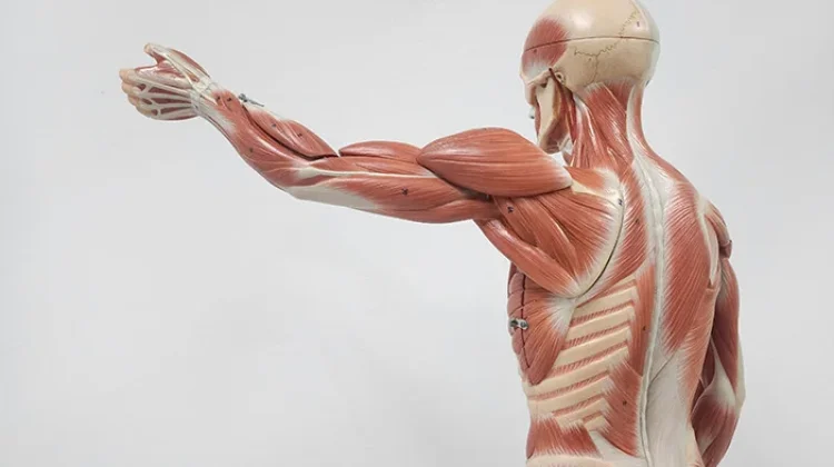 Manfaat Optimal Membangun Massa Otot Bagi Kesehatan