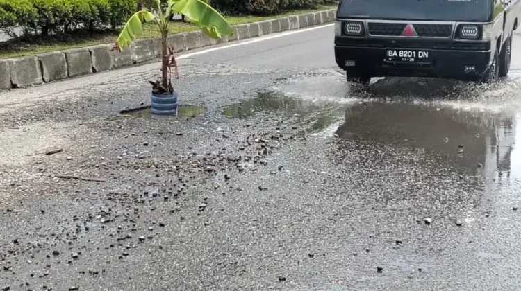 Antisipasi Laka, Kondisi Jalan Berlubang Lubukbasung Mulai Ditanami Pohon Pisang