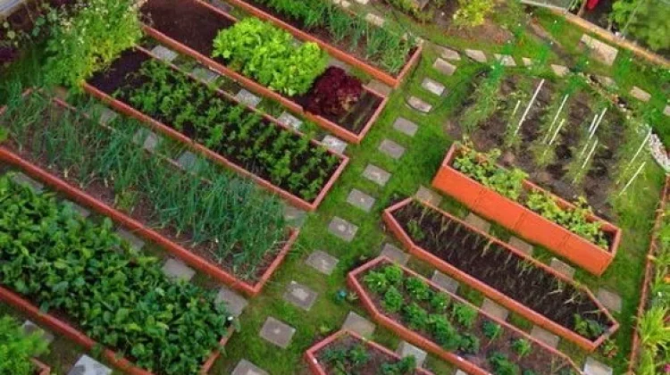 Ragam Manfaat Berkebun di Rumah untuk Kesehatan