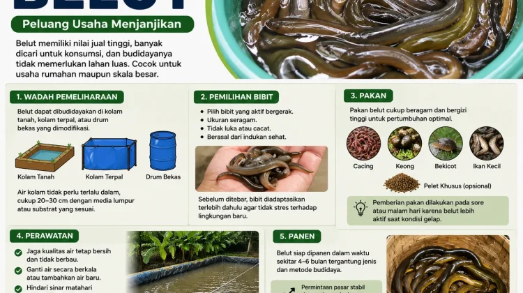 Beternak Belut Peluang, "Usaha Menjanjikan dengan Perawatan Mudah"