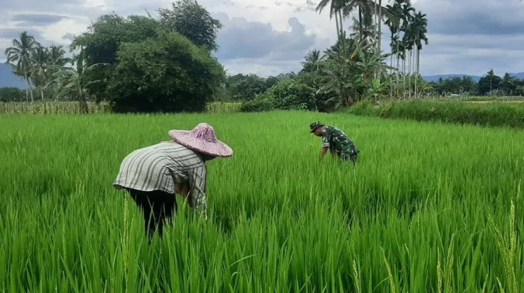 Babinsa Akabiluru Bersama Petani Bersihkan Gulma Pematang Sawah