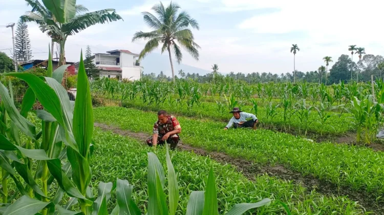 Babinsa Harau Kembangkan Pertanian Kangkung Dorong Ekonomi Warga