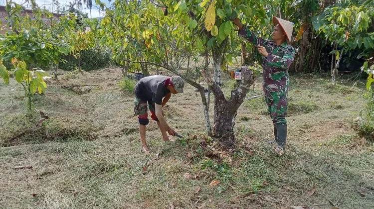 Babinsa Harau Rawat Tanaman Kakao, Dukung Program Prajurit Produktif