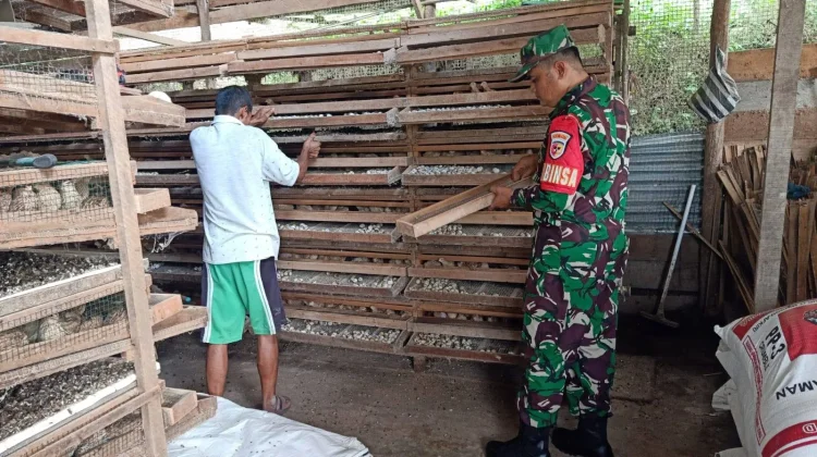 Babinsa Pangkalan Kembangkan Ternak Puyuh, Dorong Kemandirian Ekonomi Keluarga