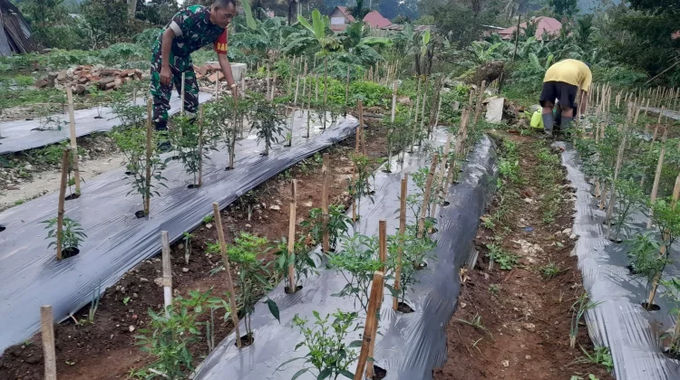 Babinsa Payakumbuh Rawat Tanaman Cabai, Dukung Ketahanan Pangan di Tanjung Pauh