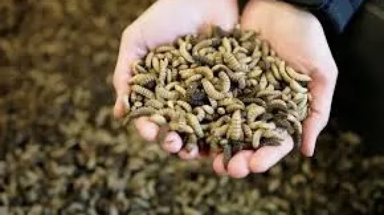 Peran Penting Maggot dalam Menjaga Kelestarian Alam