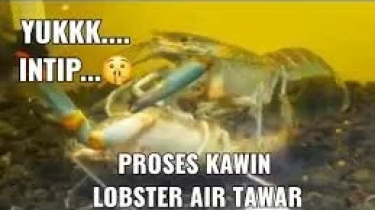 Cara Mengawinkan Lobster Air Tawar