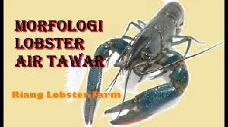 Mengenal Morfologi Lobster Air Tawar