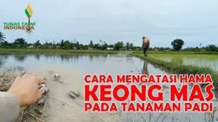 Cara Menangani Hama Keong pada Padi