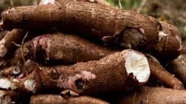 Singkong Menyimpan Fakta Unik, dan Manfaat Luar Biasa