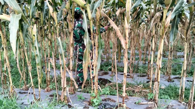 Babinsa Koramil 03 Suliki Bantu Warga Siangi Jagung Dukung Ketahanan Pangan