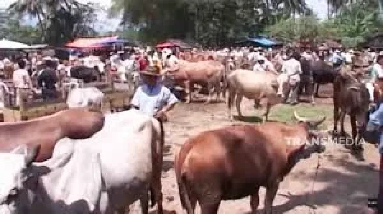 Pasar Ternak Payakumbuh, dan Tradisi jual Beli Sapi yang Masih Masih Bertahan