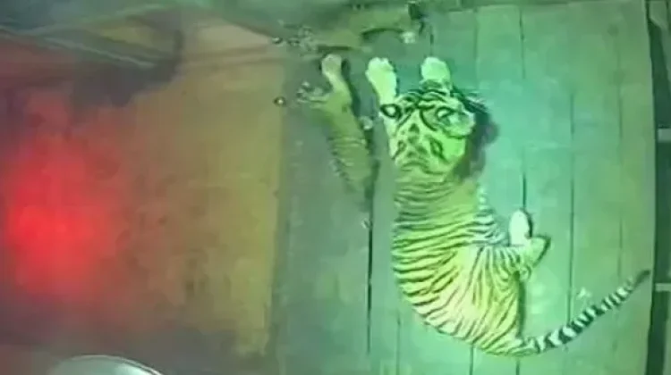 Dua Anak Harimau Sumatra Lahir di Taman Satwa Lembah Hijau Lampung