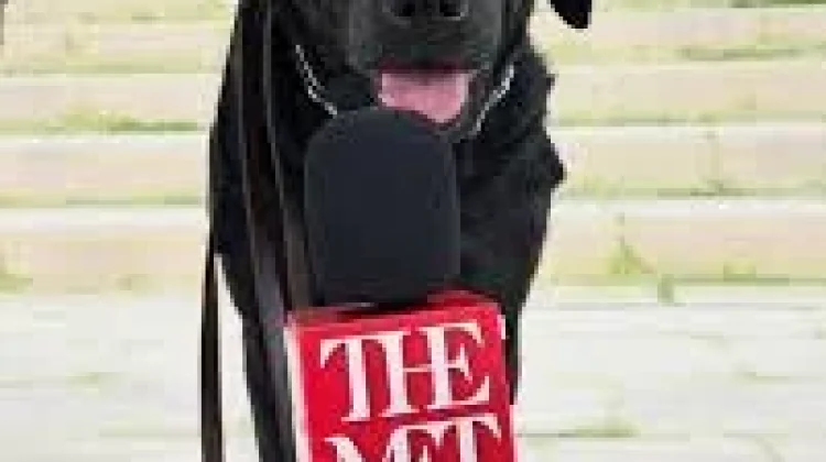 Bintang Tak Terduga: Luna si Anjing K9 Curi Perhatian di MET Gala 2026