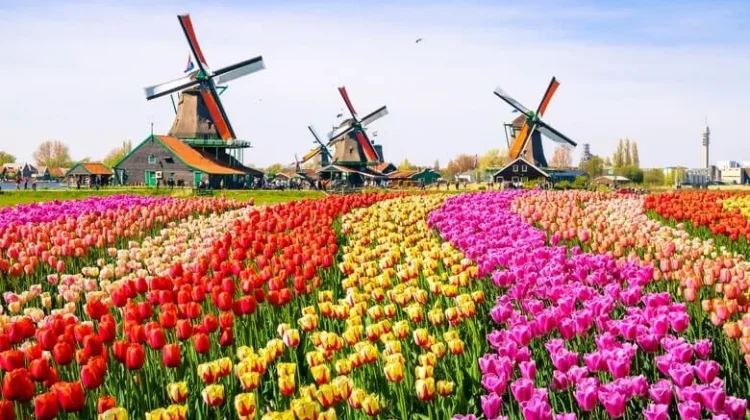 Kenapa Bunga Tulip Banyak Tumbuh di Belanda?Ini Faktor Penyebabnya
