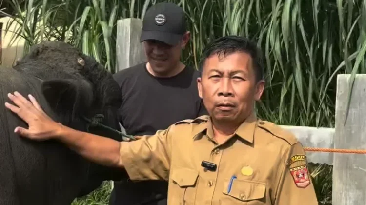 Dua Sapi Unggul Asal Agam Terpilih Sebagai Hewan Kurban Presiden Prabowo Subianto
