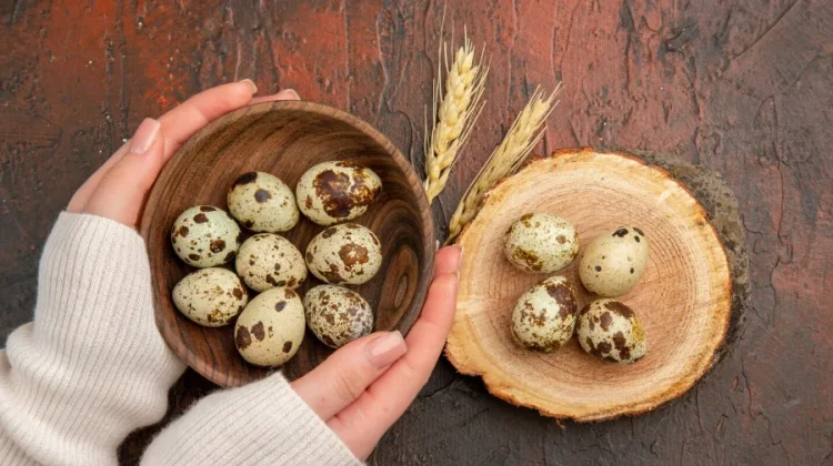 Telur Puyuh Kaya Gizi, "Ini Kandungan, dan Manfaatnya"