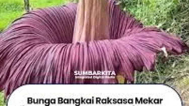 Bunga Bangkai jenis Amorphophallus Titanium Mekar di Kabupaten Pasaman