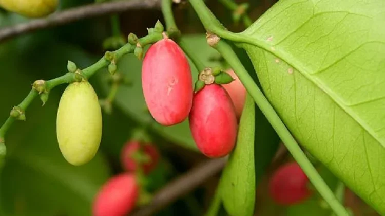 Daftar Manfaat Kulit Melinjo untuk Kesehatan