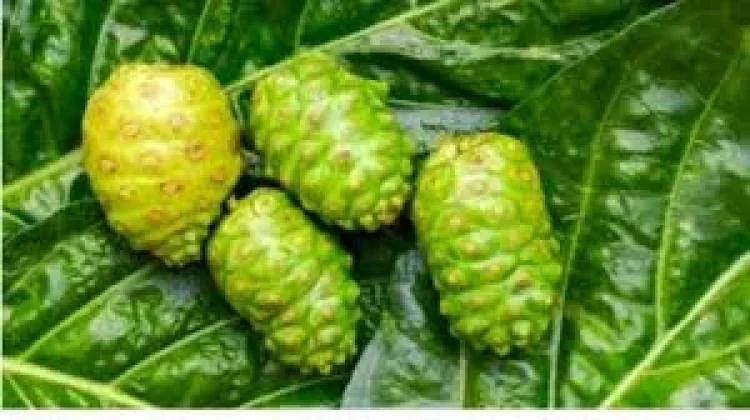Manfaat Buah Mengkudu