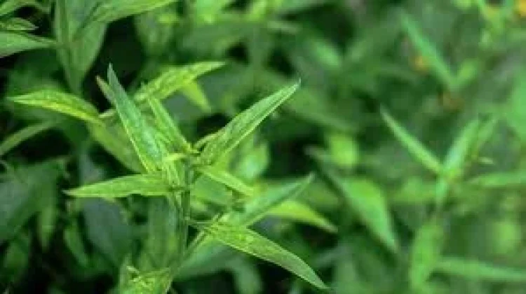 Hijaunya Daun Sambiloto Menyimpan Khasiat Luar Biasa