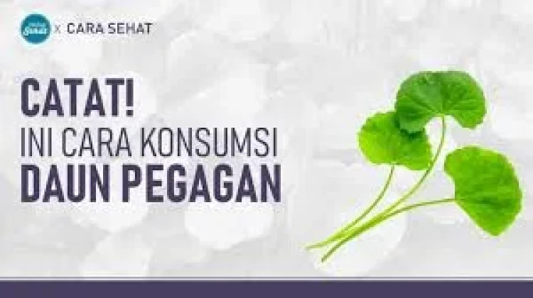 Manfaat Daun Pegagan untuk Menjaga Kebersihan Kulit
