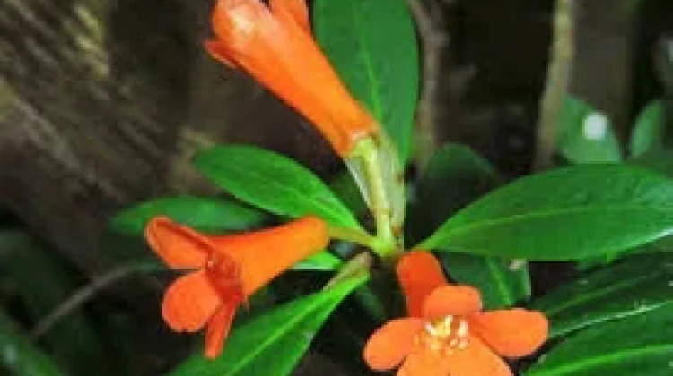 Spesies Baru Rhododendron dari Sulawesi tengah Ditemukan Peneliti
