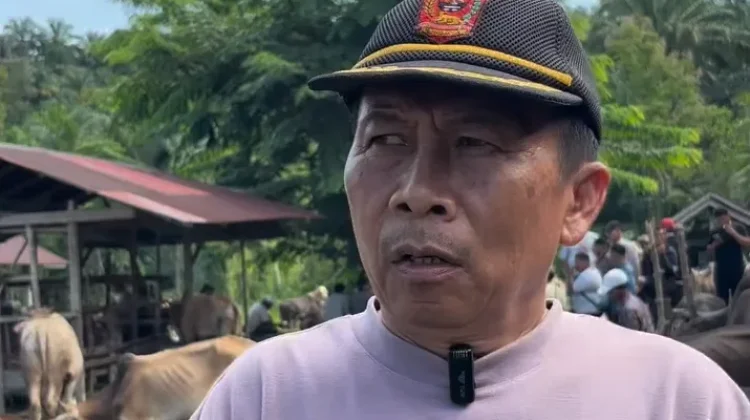 Dinas Pertanian Agam Pastikan Pasokan Hewan Kurban Aman dan Sehat