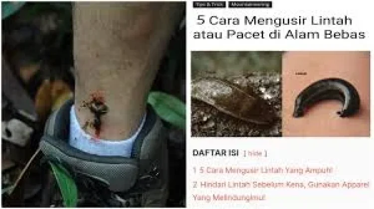 Cara Mengusir Lintah yang Ampuh