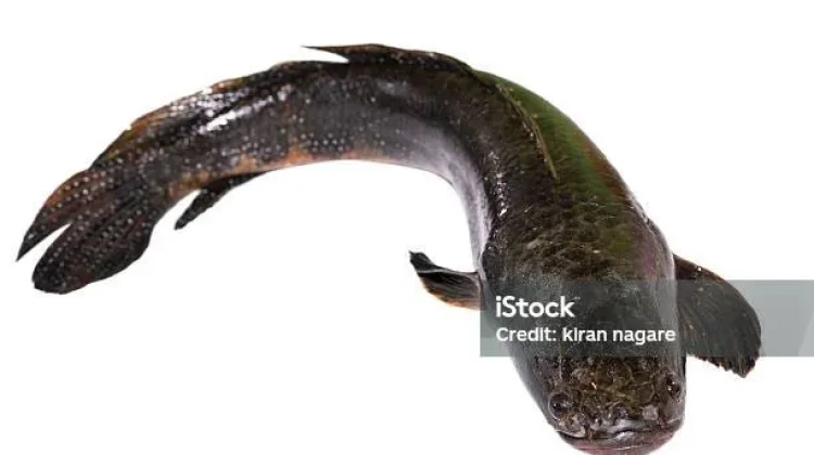 Ragam Manfaat Ikan Gabus untuk Kesehatan
