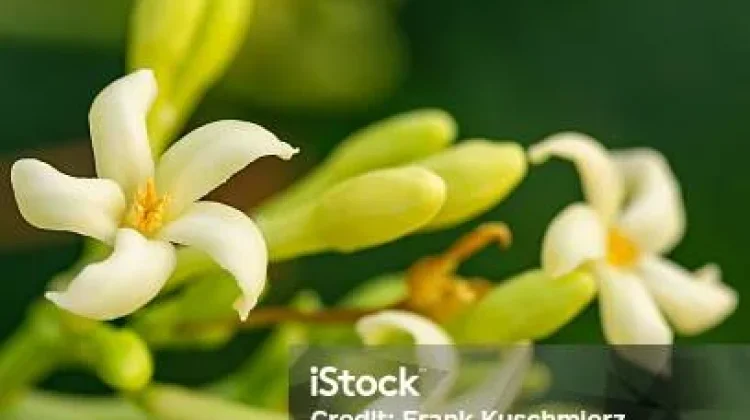 Inilah Beragam Manfaat Bunga Pepaya