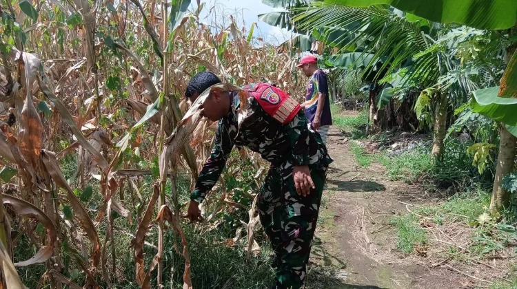Koramil 06 Guguk Panen Jagung Food Estate Tahap X