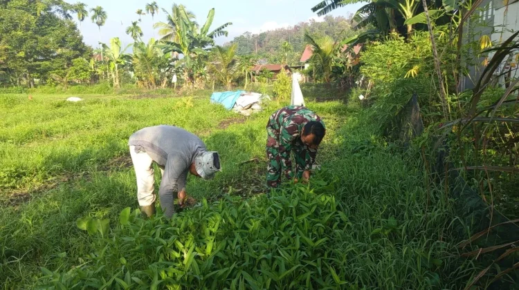 Babinsa Harau Bersama Warga Panen Kangkung Produktif