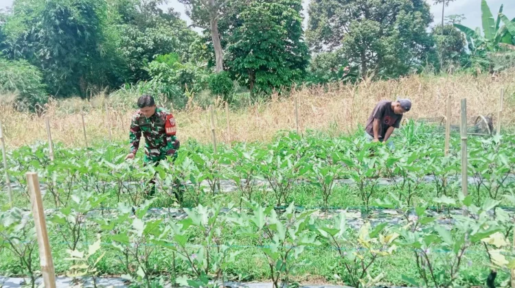 Babinsa Payakumbuh Bersihkan Lahan Terong Bersama Warga