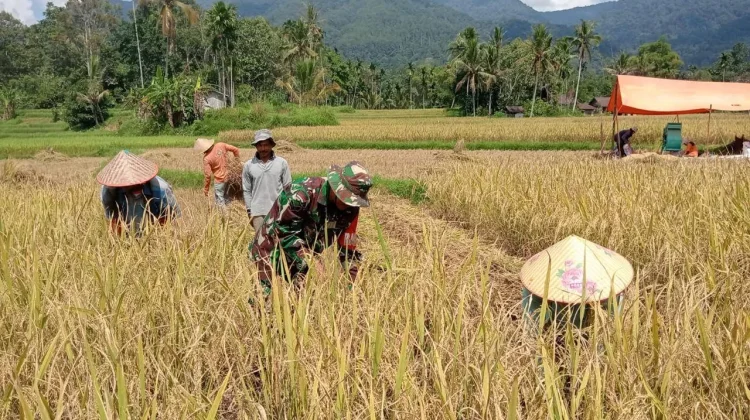 Babinsa Akabiluru Bantu Warga Panen Padi Bersama