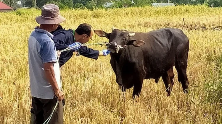 Dispangtan Padang Panjang Periksa 99 Titik Pemotongan Kurban 27-29 Mei 2026