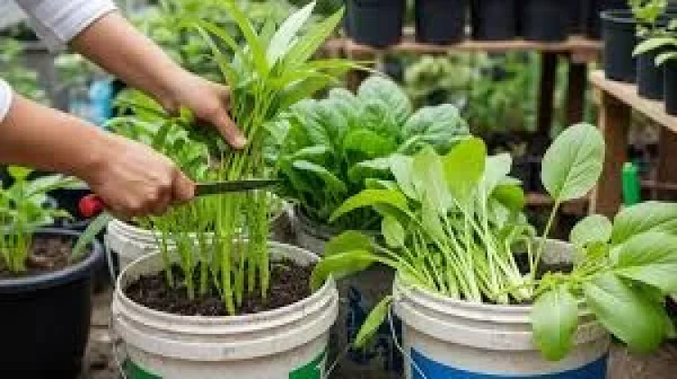 Berkebun Sayur Organik untuk Masa Depan Lebih Sehat