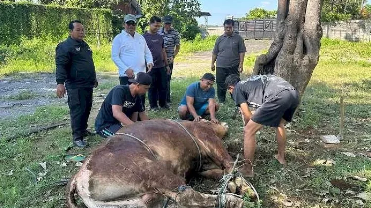 Waktu Terbaik Menyembelih Hewan Kurban
