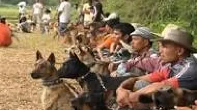 Alek Berburu Babi, Tradisi Unik Masyarakat Minangkabau