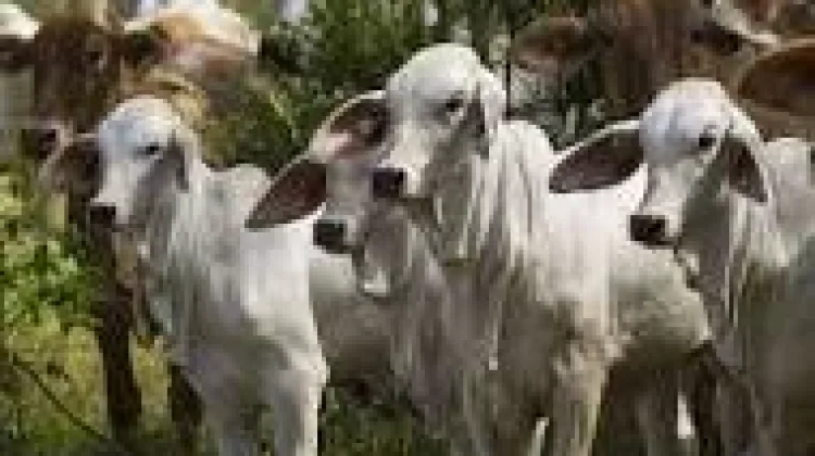Cara Memilih Hewan Kurban yang Baik dan Sesuai Syariat