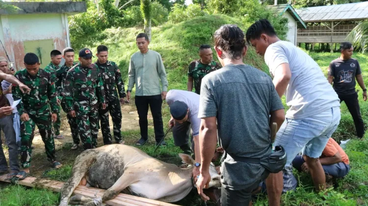 Kodim Mentawai Perkuat Kemanunggalan Melalui Pemotongan Hewan Kurban 1447 H
