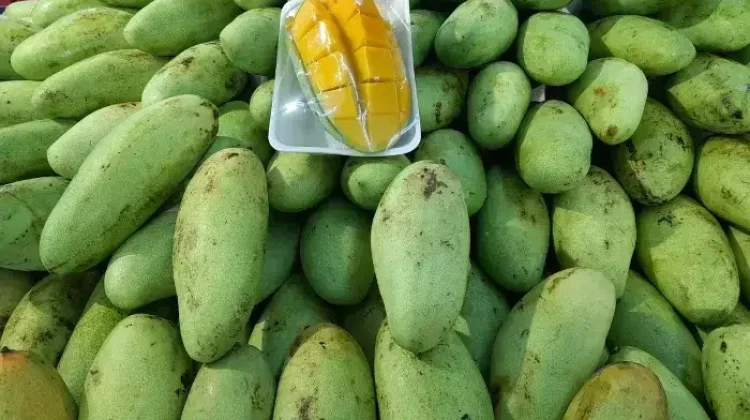 Ragam Manfaat Buah Mangga Bagi Kesehatan Tubuh