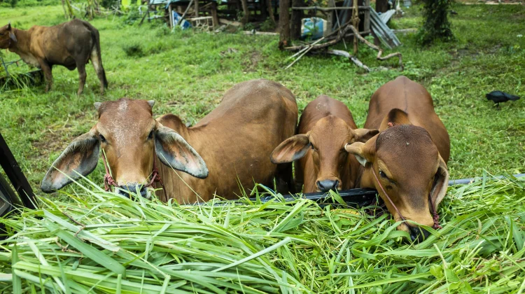 Pentingnya Pakan Berkualitas untuk Pertumbuhan Sapi