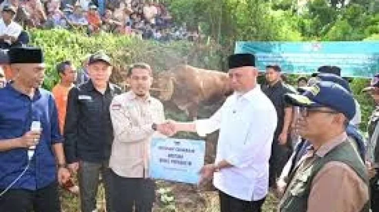 Gubernur Mahyeldi Jadi Saksi Penyembelihan Sapi Qurban Wapres Gibran di 50 Kota