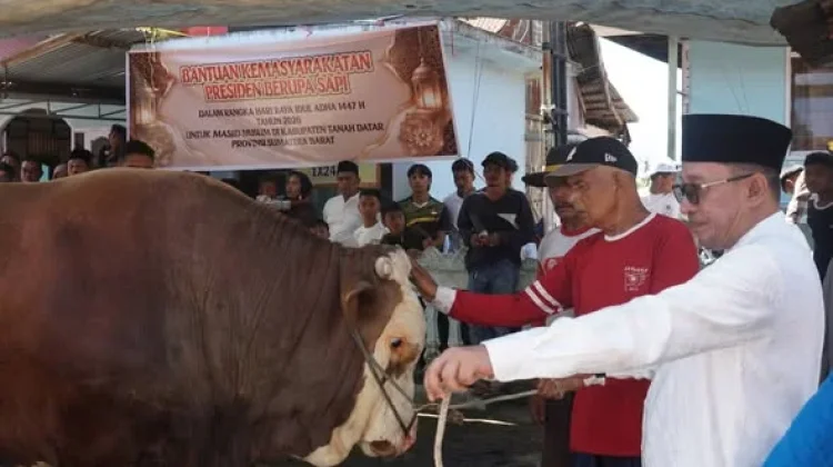 Sapi Kurban Bantuan Presiden RI Jenis Simental berat 1,2 Ton Disembelih di Koto Baru