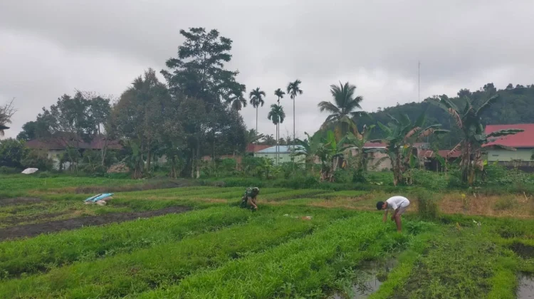Babinsa Harau Rawat Kebun Kangkung Dukung Ketahanan Pangan